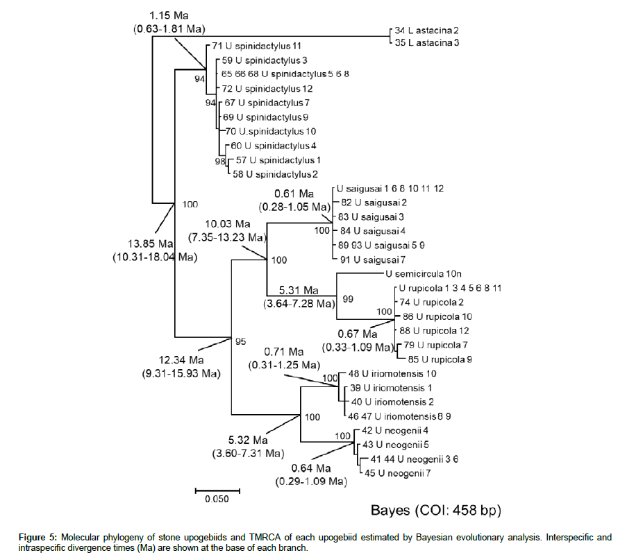 marine-biology-Molecular-phylogeny