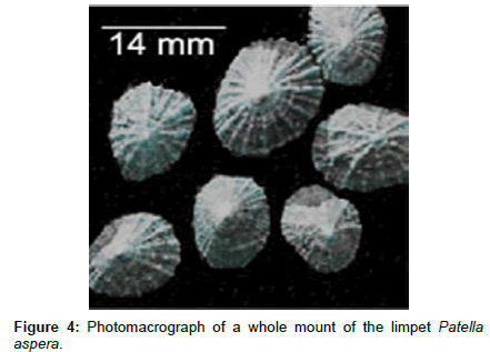 marine-biology-Photomacrograph-limpet