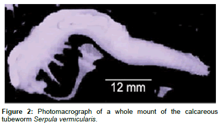 marine-biology-Photomacrograph-mount