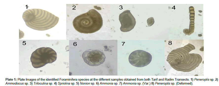 marine-biology-Plate-Images