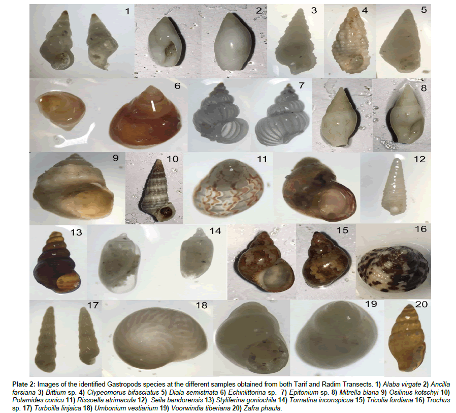 marine-biology-Radim-Transects