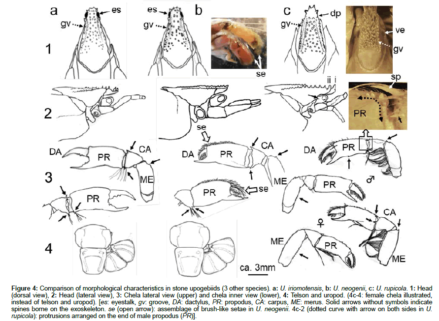 marine-biology-Solid-arrows