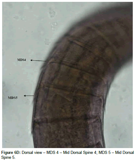 marine-biology-Spine