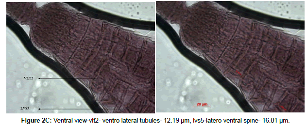 marine-biology-Ventral-view