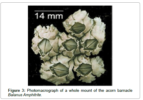 marine-biology-acorn-barnacle