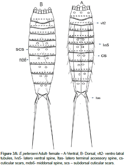 marine-biology-cuticular-scars