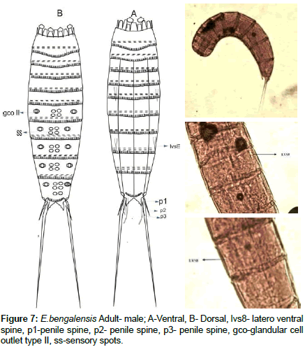 marine-biology-glandular-cell