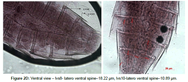 marine-biology-latero-ventral