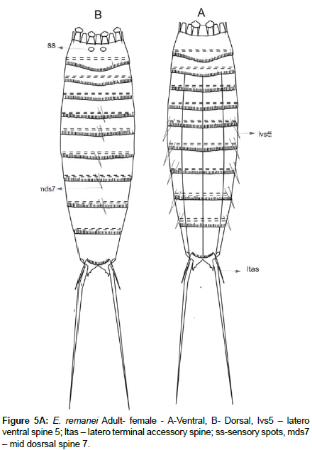 marine-biology-mid-dosrsal