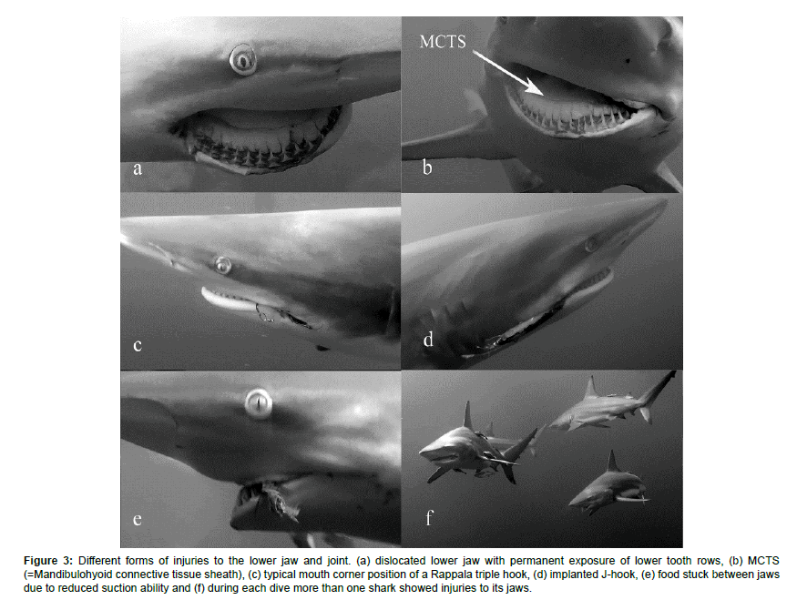 marine-biology-oceanography-forms-injuries