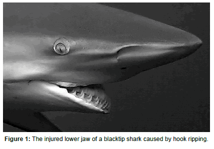 marine-biology-oceanography-injured-lower-jaw