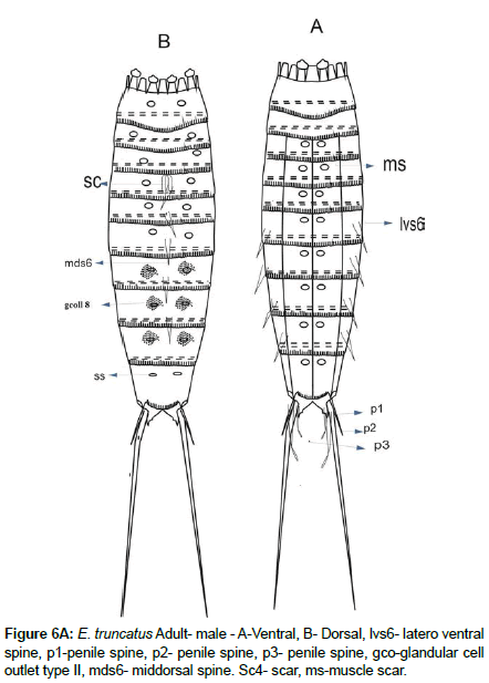 marine-biology-penile-spine