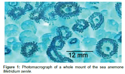 marine-biology-sea-anemone