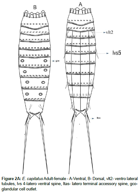 marine-biology-ventral-spine
