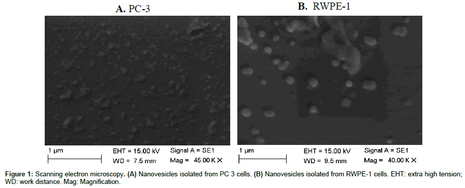 medical-biotechnology-Scanning-electron