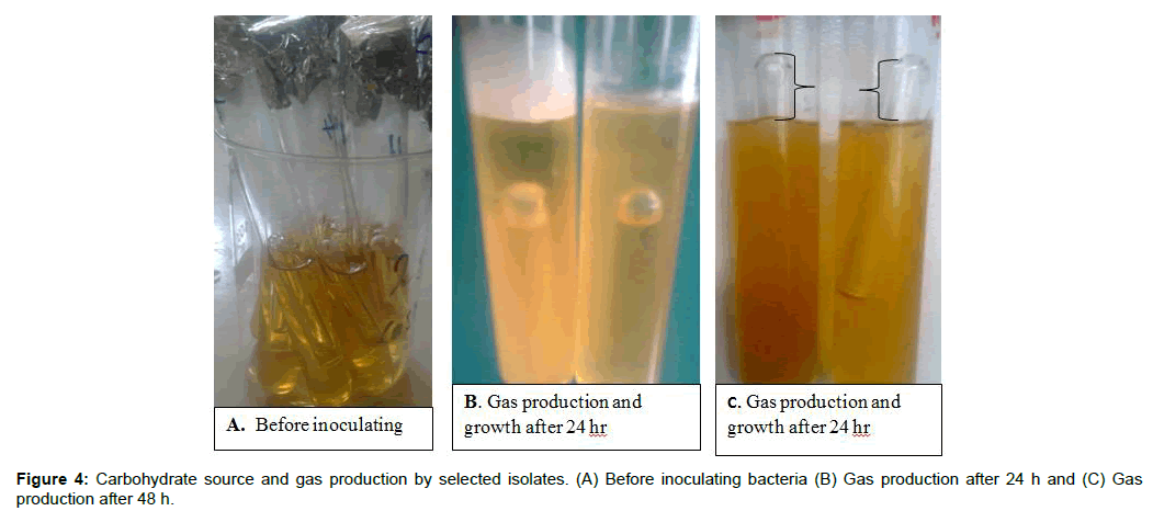 medical-biotechnology-carbohydrate-source