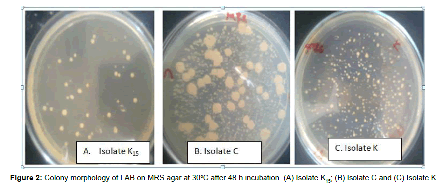 medical-biotechnology-colony-morphology