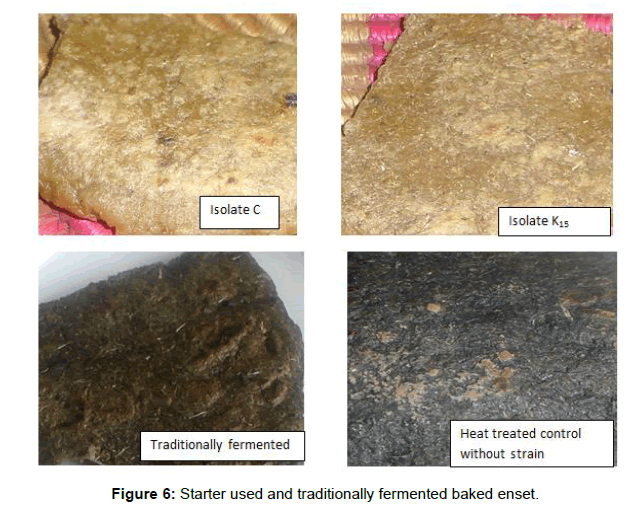 medical-biotechnology-fermented-baked-enset