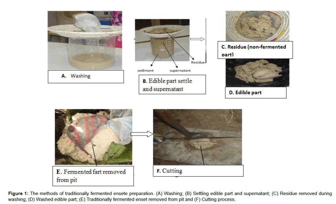 medical-biotechnology-fermented-ensete-preparation