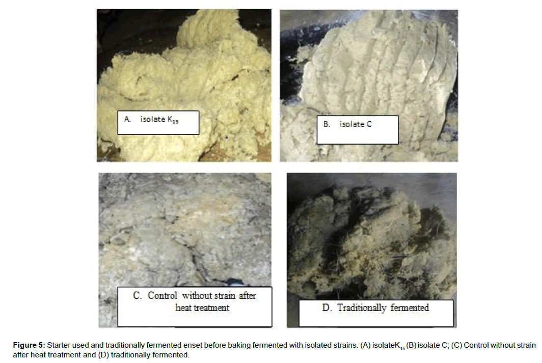 medical-biotechnology-traditionally-fermented