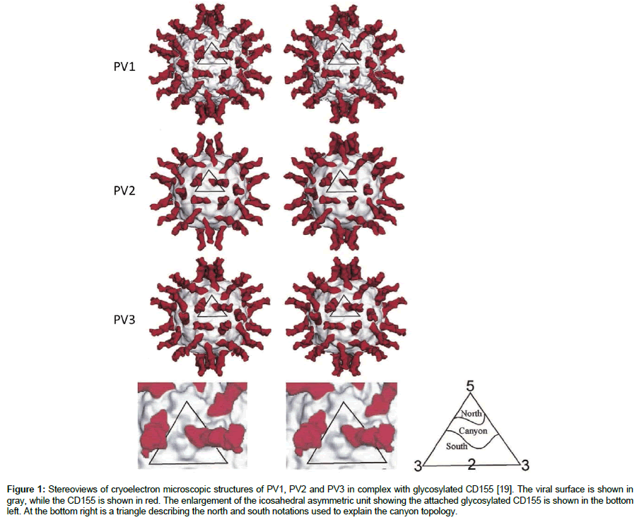 medical-biotechnology-viral-surface