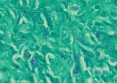 medical-microbiology-nelson medical-microbiology-nelson