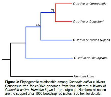 molecular-biology-methods-Consensus-tree