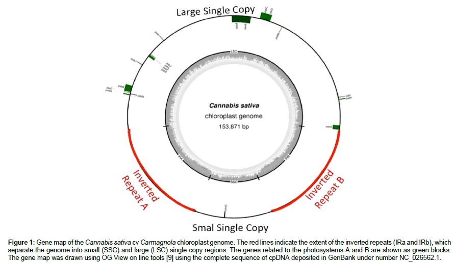 molecular-biology-methods-Gene-map