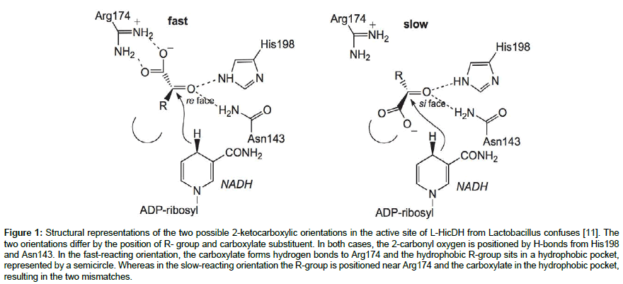 molecular-biology-methods-active-site