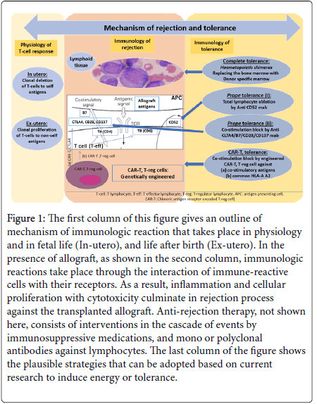 nephrology-renal-diseases-immunologic-reaction