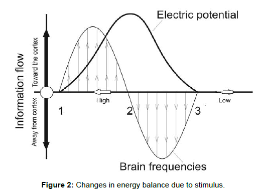 neuroscience-energy-balance