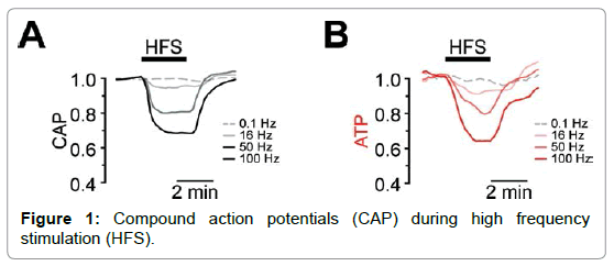 neuroscience-frequency-stimulation