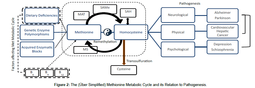 nutrition-metabolism-Metabolic-Cycle