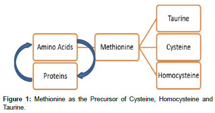nutrition-metabolism-Precursor-Cysteine