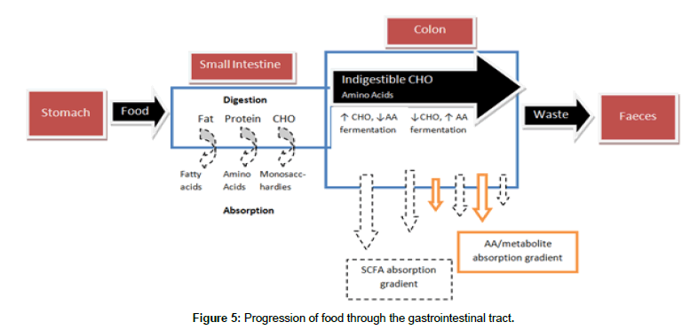 nutrition-metabolism-gastrointestinal-tract