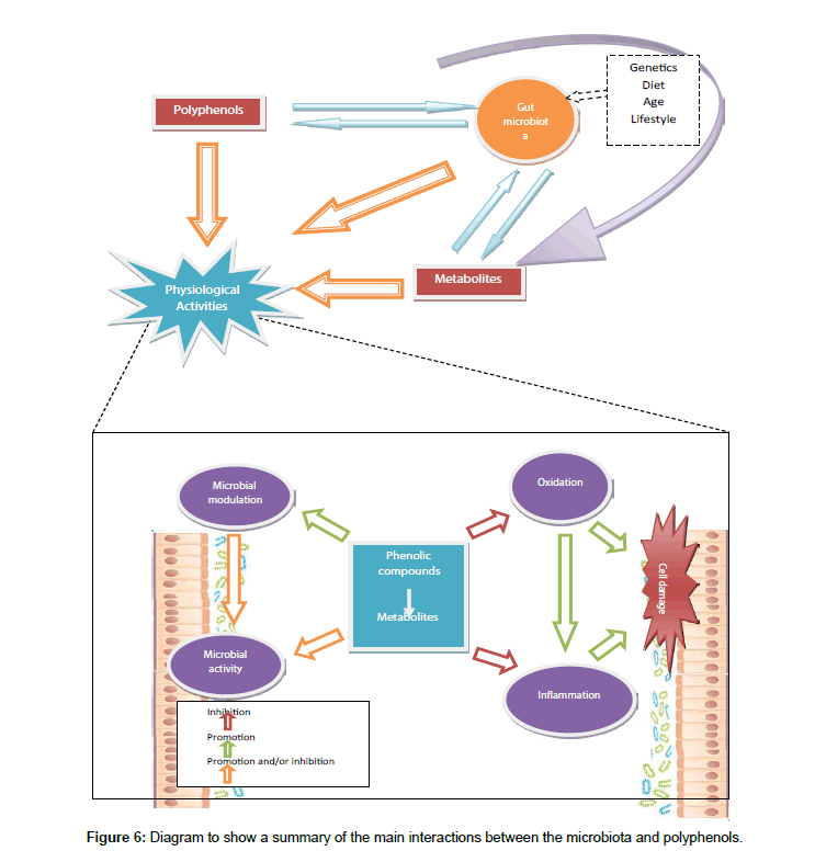 nutrition-metabolism-main-interactions