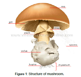 nutrition-metabolism-mushroom
