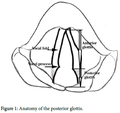 otology-rhinology-Anatomy