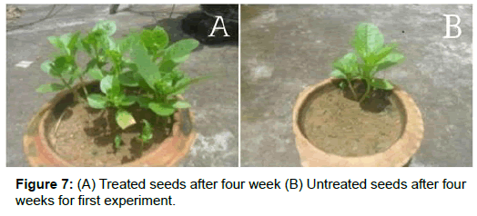 physics-research-applications-Untreated-seeds