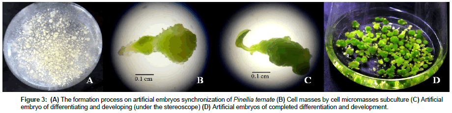 plant-physiology-Cell-masses