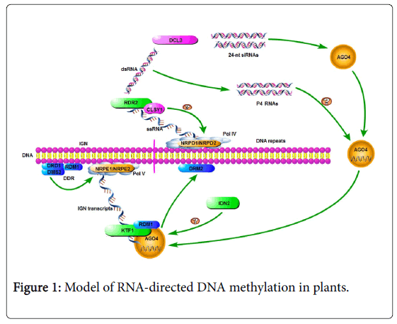 plant-physiology-DNA-methylation