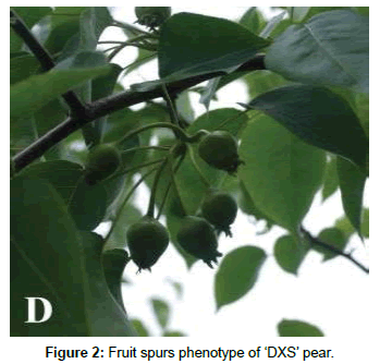 plant-physiology-Fruit-spurs