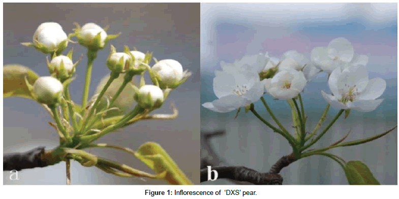 plant-physiology-Inflorescence