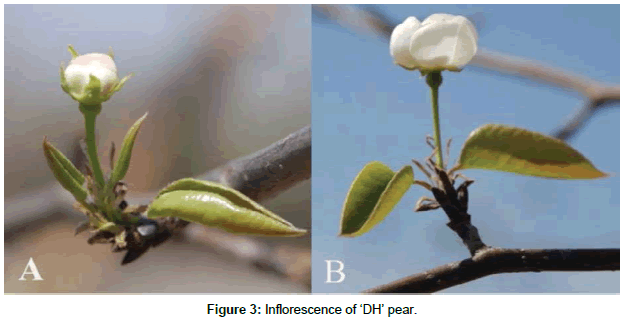 plant-physiology-Inflorescence