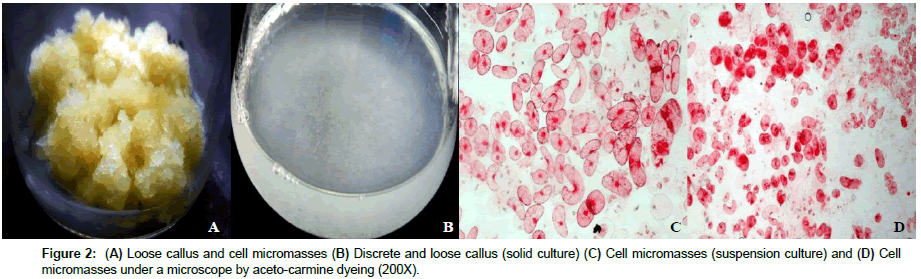 plant-physiology-Loose-callus