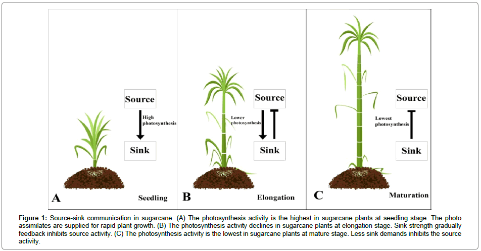 plant-physiology-Source-sink