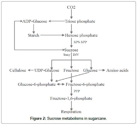 plant-physiology-Sucrose-metabolisms