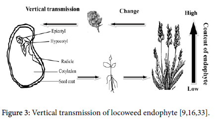 plant-physiology-Vertical-transmission