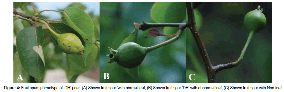 plant-physiology-fruit-spur