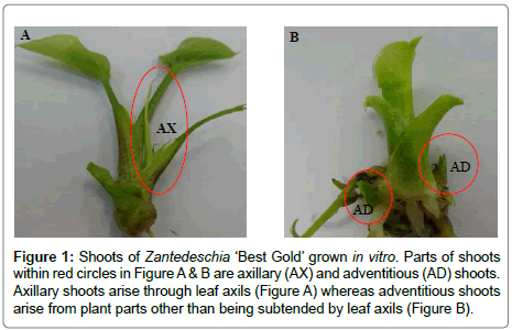 plant-physiology-leaf-axils